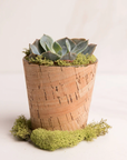 Alow cactus flower self care box