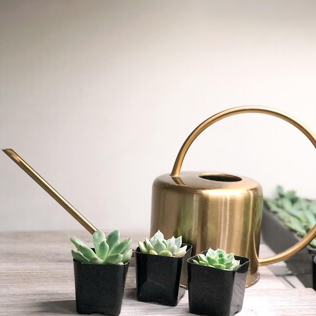 picture of three green succulents in black vases with a gold water tin behind the plants. 