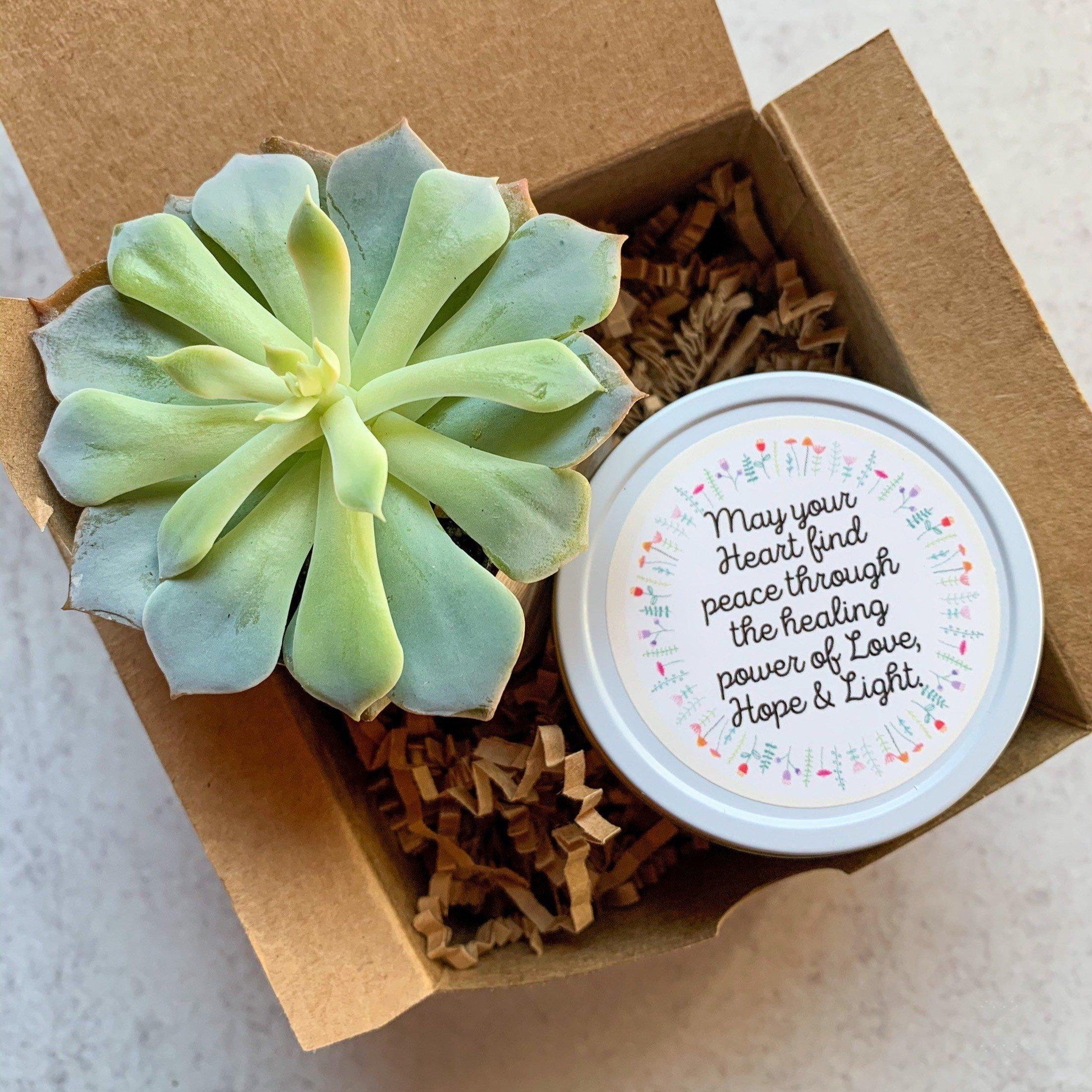 sympathy-live succulent with natural soy candle