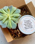 sympathy-live succulent with natural soy candle