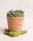 The Botanical Gift Set Plant in Pot